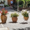 Blumendekoration in Tivissa