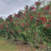 Oleander