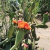 Kaktusblüten