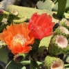 Kaktusblüten