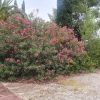 Oleander