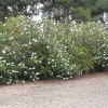 Oleander