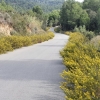 Strasse nach Villanova d'Escornalbou