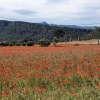 Moonblumen
