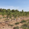 Neue Olivenbäume
