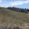 Weinberge in der Nähe von Gratallops