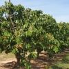 Kirschbäume
