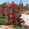 Blumen und Sträucher am Strassenrand