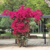 Jardin Pescador