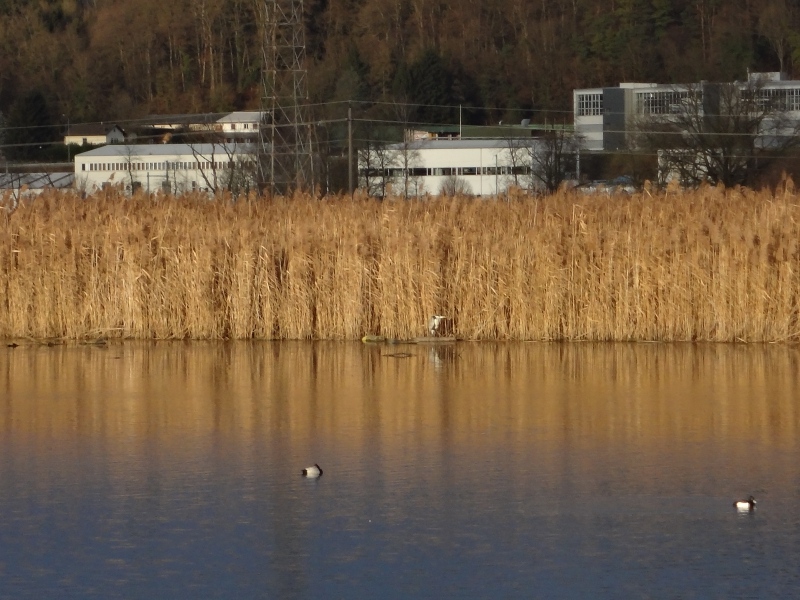 Reiher auf der Schilfinsel