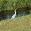 Silberreiher