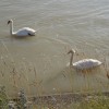 Schwanenpaar
