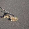 Spielfreudige Katze auf dem Dammweg
