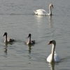 Schwanenfamilie