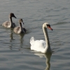 Schwan mit Jungen