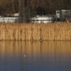 Reiher auf der Schilfinsel