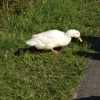 Ente oder Gans?