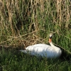 Schwan beim Nestbau
