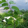 Schwan mit seinen beiden Jungen im Versteck