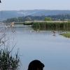 Enten auf Besuch