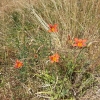 Lilien