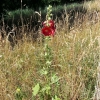 Sommerblumen