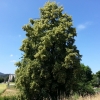 Sommerlinde