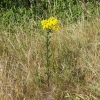 Sommerblumen