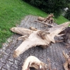 Holzvogel