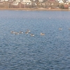 Enten zu Besuch