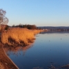 Schilfband am Klingnauer Stausee