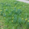 Osterglocken