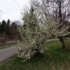 Frühling