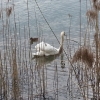 Schwan am Klingnauer Stausee