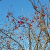 Rote Beeren unter blauem Himmel