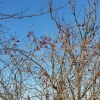 Rote Beeren unter blauem Himmel