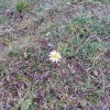 Margerite am Wegrand