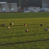 Enten auf dem Gras