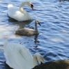 Schwäne mit Jungem