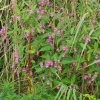 Blumen am Damm