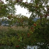 Beeren