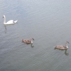 Junge Schwäne am Klingnauer Stausee