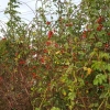 Herbst am Klingnauer Stausee