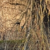 Eisvogel