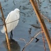 am Klingnauer Stausee