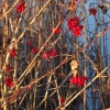 Rote Beeren