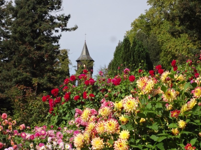 Insel Mainau, Dahlien