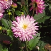 Dahlien auf der Insel Mainau