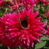 Dahlien auf der Insel Mainau