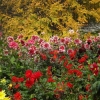 Dahlien auf der Insel Mainau
